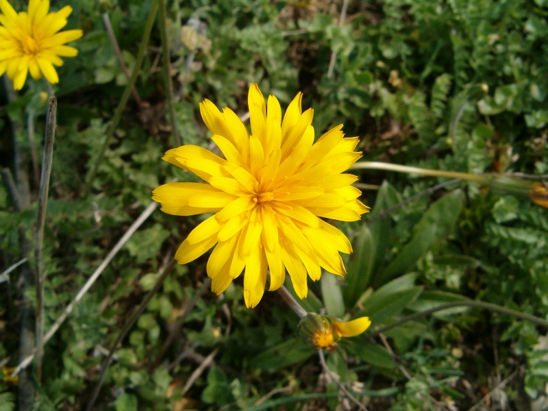 Hyoseris radiata
